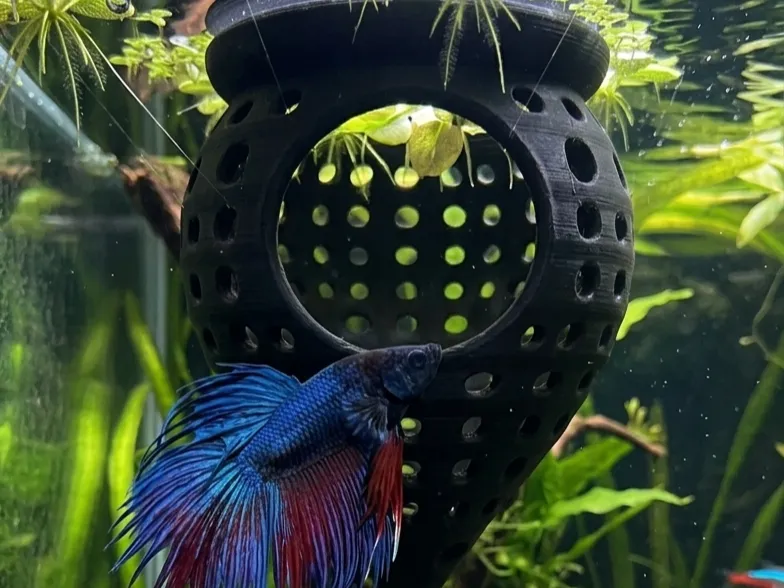 Hamac Flottant pour Betta