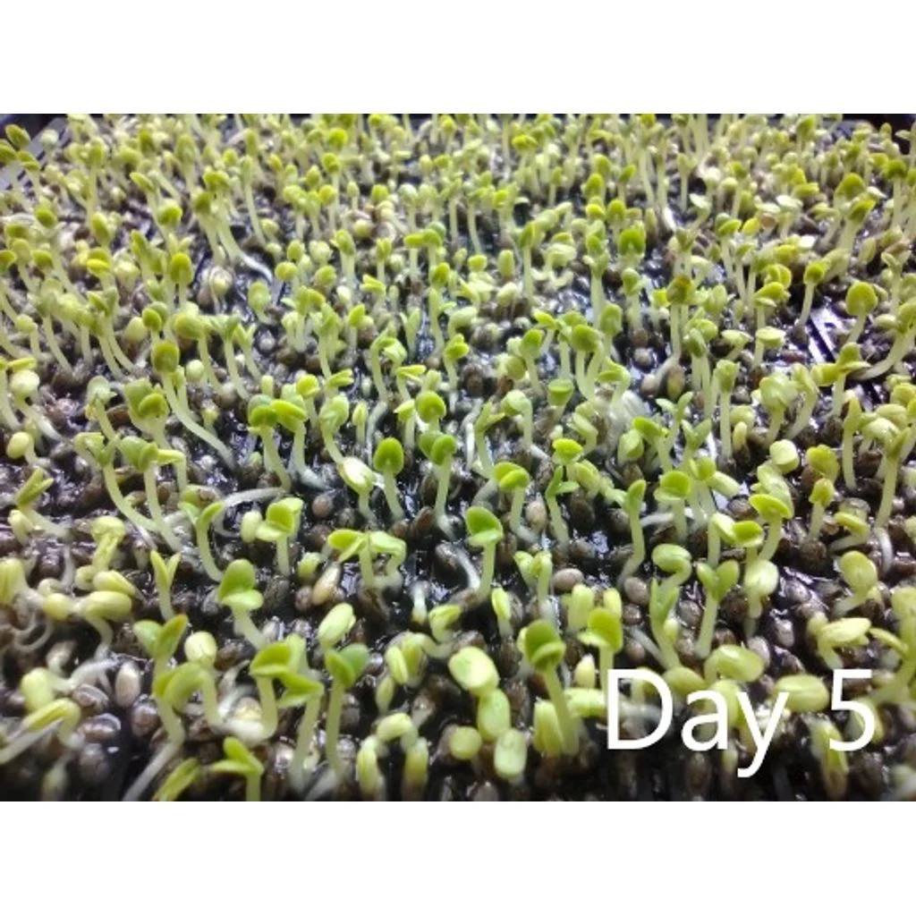 Miniature 8